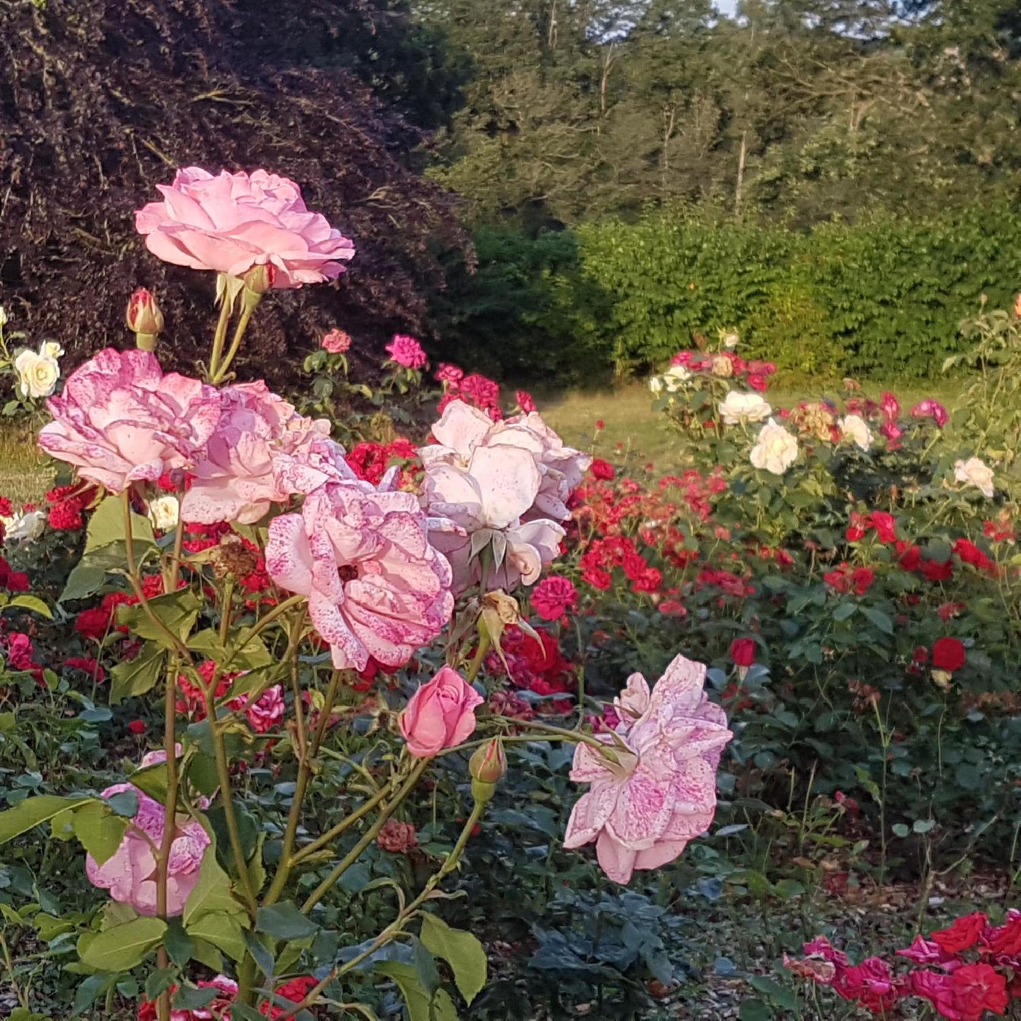 Domaine De La Chesnaie Bed & Breakfast Josselin Bagian luar foto