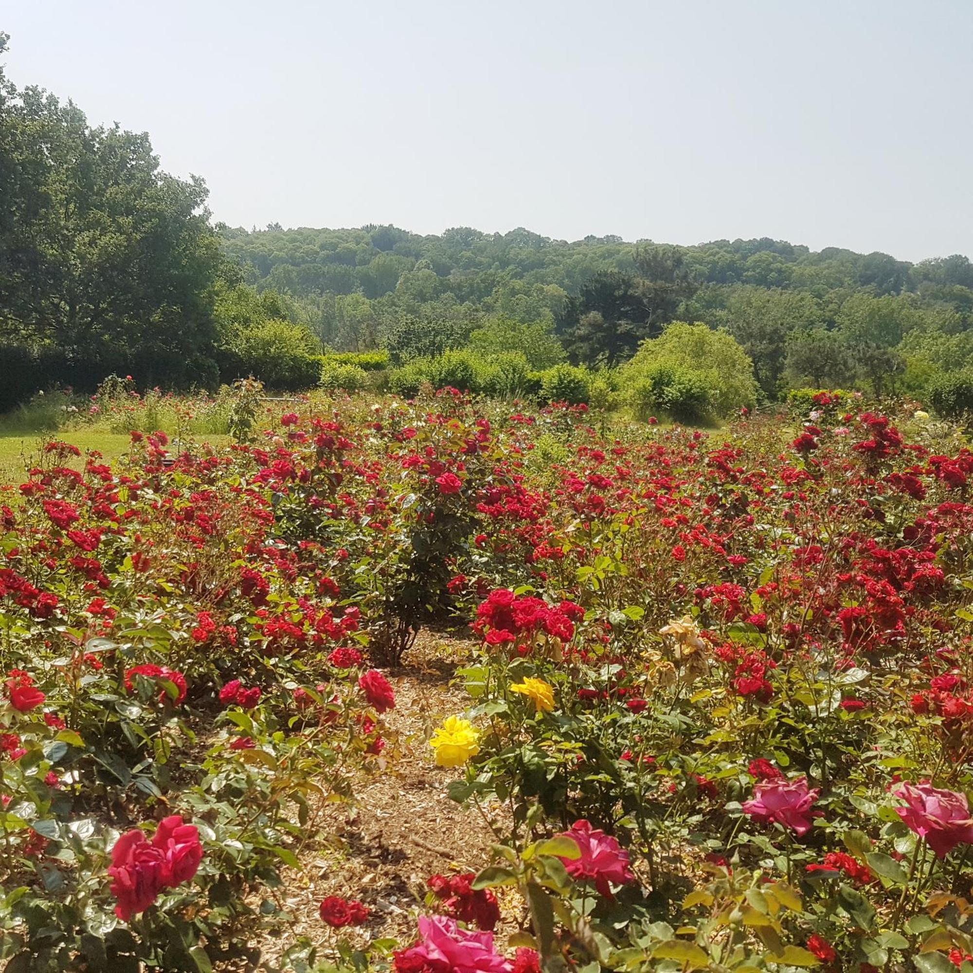 Domaine De La Chesnaie Bed & Breakfast Josselin Bagian luar foto